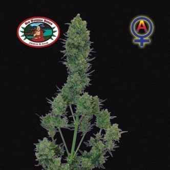 Blue Cheese Autofloreciente (Big Buddha Seeds) femninizada