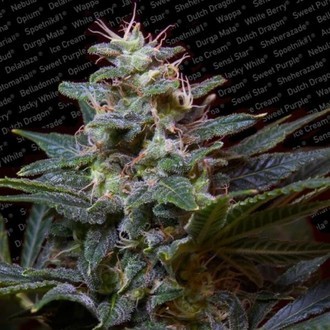 Sweet Purple (Paradise Seeds) feminizada