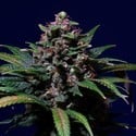 Sweet Purple (Paradise Seeds) feminizada