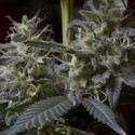 Sweet Purple (Paradise Seeds) feminizada