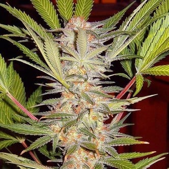 S.A.D. - F1 Fast Version (Sweet Seeds) feminizada