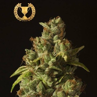 Rollex OG Kush (Devil Harvest Original) feminizada