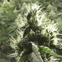 Rollex OG Kush (Devil Harvest Original) feminizada