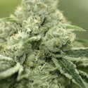 Rollex OG Kush (Devil Harvest Original) feminizada