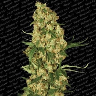 Wappa (Paradise Seeds) feminizada