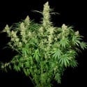 Wappa (Paradise Seeds) feminizada