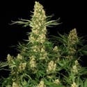 Wappa (Paradise Seeds) feminizada