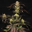 White Berry (Paradise Seeds) feminizada