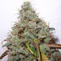 White Berry (Paradise Seeds) feminizada