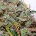 White Berry (Paradise Seeds) feminizada