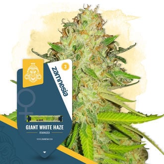 Giant White Haze (Zamnesia Seeds) feminizada