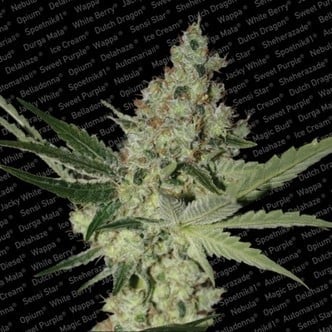 Acid (Paradise Seeds) feminizada