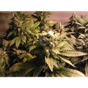 Acid (Paradise Seeds) feminizada