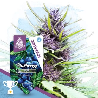 Blueberry Auto (Zamnesia Seeds) feminizada
