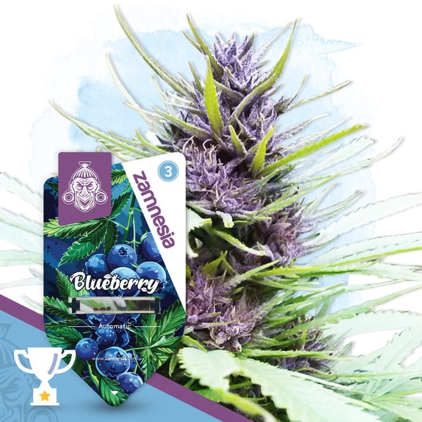 Blueberry Auto (Zamnesia Seeds) feminizada