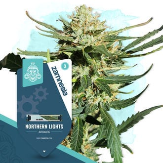 Northern Lights Automatic (Zamnesia Seeds) feminizada