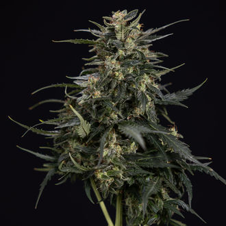 Northern Lights Auto (Zamnesia Seeds) feminizada