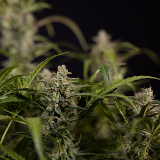 Northern Lights Auto (Zamnesia Seeds) feminizada