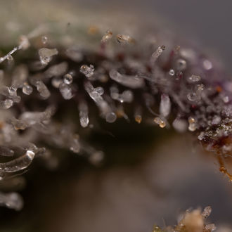 Northern Lights Auto (Zamnesia Seeds) feminizada