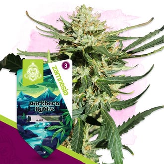 Northern Lights Auto (Zamnesia Seeds) feminizada