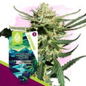 Northern Lights Auto (Zamnesia Seeds) feminizada
