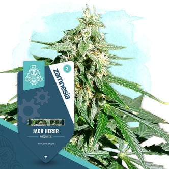 Jack Herer Automatic (Zamnesia Seeds) feminizada