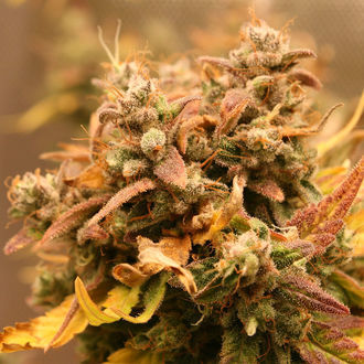 AK-420 Auto (Zamnesia Seeds) feminizada