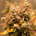 AK-420 Automatic (Zamnesia Seeds) feminizada