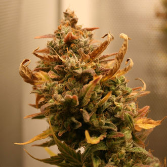 AK-420 Auto (Zamnesia Seeds) feminizada