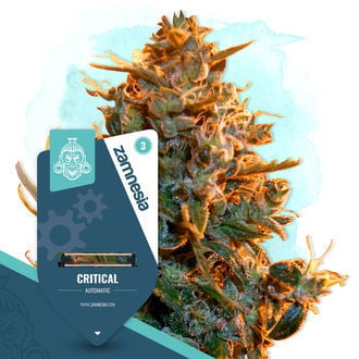 Critical Automatic (Zamnesia Seeds) feminizada