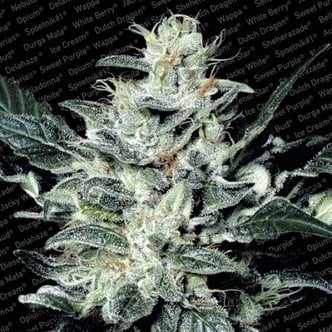 Sensi Star (Paradise Seeds) feminizada