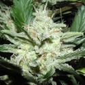 Sensi Star (Paradise Seeds) feminizada