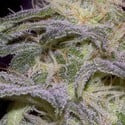 Sensi Star (Paradise Seeds) feminizada