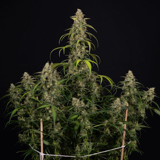 Sticky Beast Auto (Zamnesia Seeds) feminizada