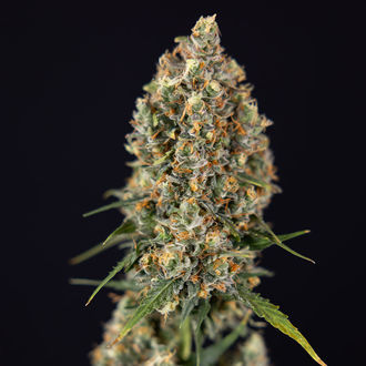 Sticky Beast Auto (Zamnesia Seeds) feminizada