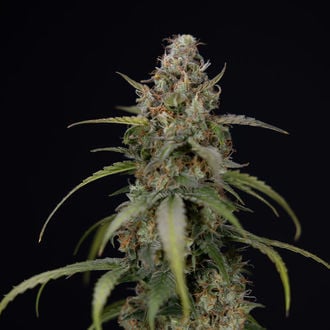 Sticky Beast Auto (Zamnesia Seeds) feminizada