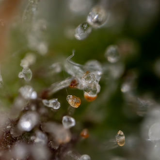 Sticky Beast Auto (Zamnesia Seeds) feminizada