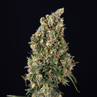 Sticky Beast Auto (Zamnesia Seeds) feminizada