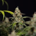 Sticky Beast Automatic (Zamnesia Seeds) feminizada