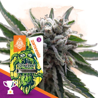 Sticky Beast Auto (Zamnesia Seeds) feminizada