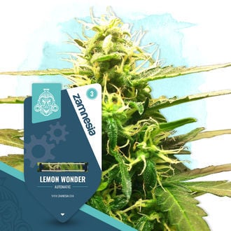 Lemon Wonder Automatic (Zamnesia Seeds) feminizada