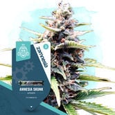 Amnesia Skunk Automatic (Zamnesia Seeds) feminizada