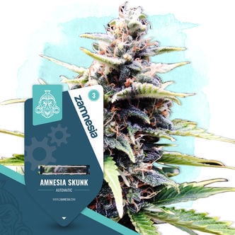 Amnesia Skunk Automatic (Zamnesia Seeds) feminizada