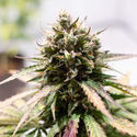 Amnesia Skunk Automatic (Zamnesia Seeds) feminizada