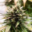 Amnesia Skunk Automatic (Zamnesia Seeds) feminizada