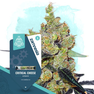 Critical Cheese Automatic (Zamnesia Seeds) feminizada