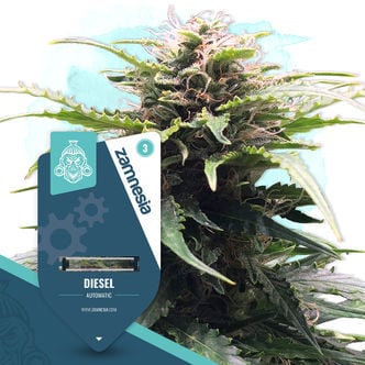 Diesel Automatic (Zamnesia Seeds) feminizada