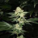 Louis XIII OG (Cali Connection) feminizada