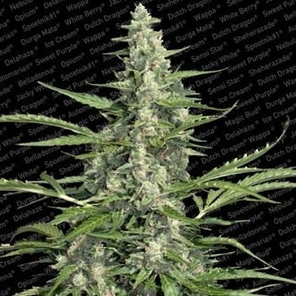 Pandora (Paradise Seeds) feminizada