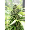 Pandora (Paradise Seeds) feminizada